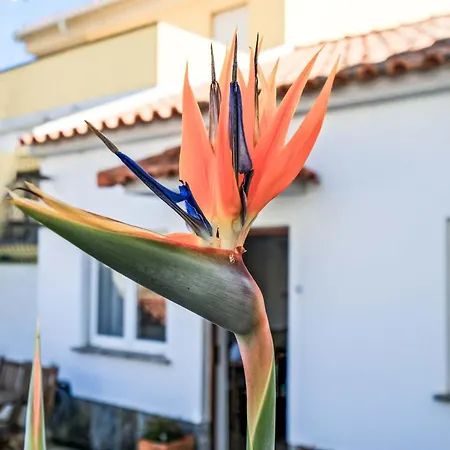 Garden & Terrace House Cascais